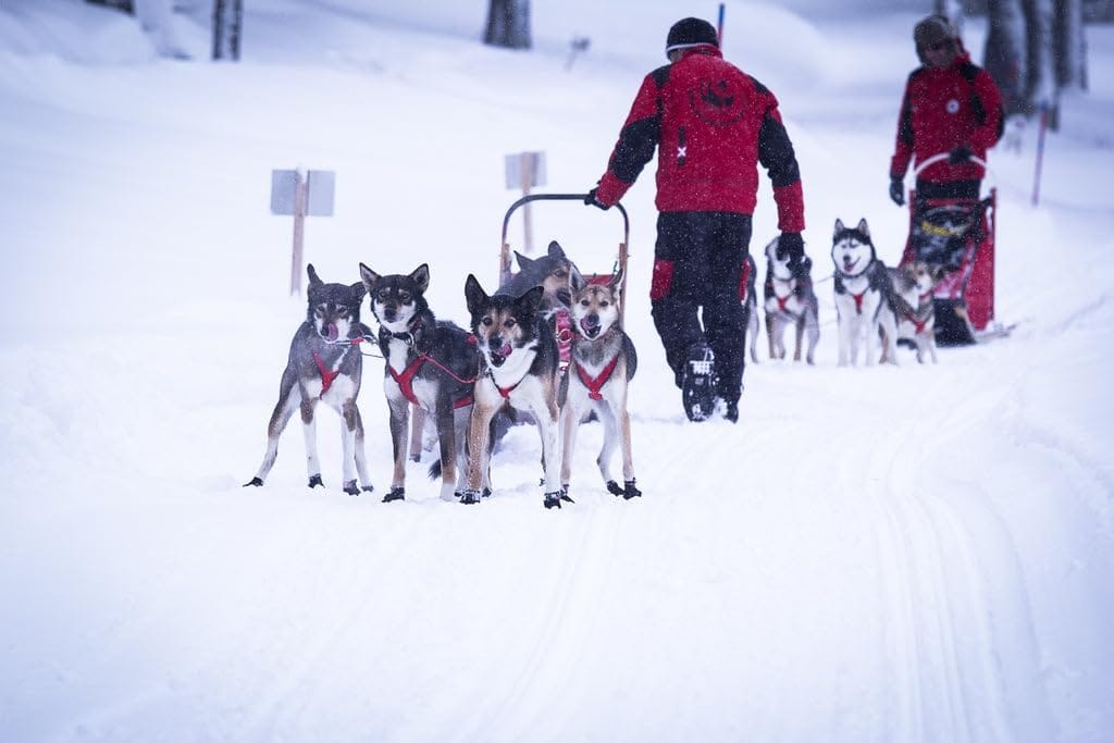 Sled Dog Booties & Microplastic